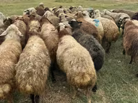Brebis, Moutons — photo 4