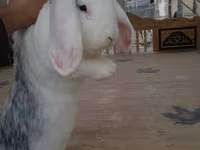 مینڈھا, بھیڑیں — تصویر 4