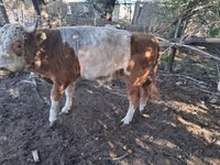 Krava, Kazachská bílá hlava kráva — foto 2