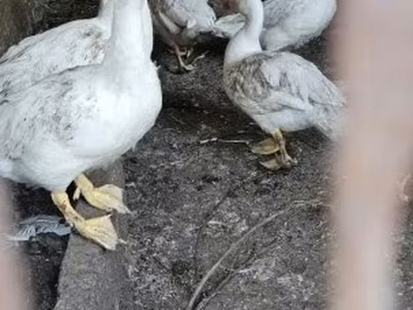 Ducks