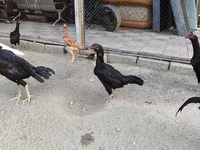 Chickens — الصورة 8