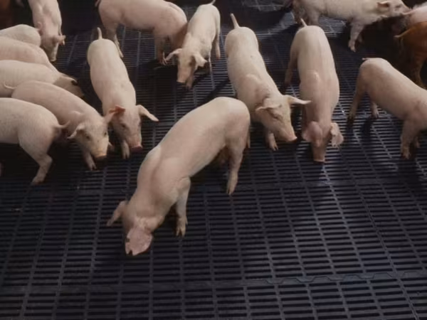 Boar, Pigs