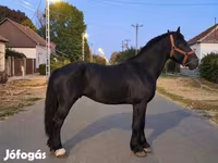 اسب نر, Friesian — عکس 1