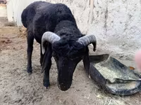 قوچ, گوسفند — عکس 3