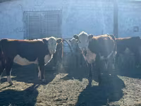 گاو ماده, گاو سفیدسر قزاقستانی — عکس 3