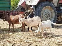 بز ماده, Nubian Goat — عکس 4