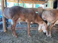 Baran, Edilbay sheep — zdjęcie 2