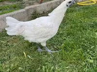 گا نوی — عکس 4