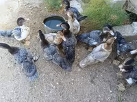 Ducks — foto 3