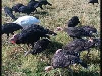 Turkeys — عکس 2