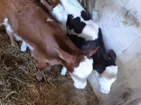 Buqa, Simmental cattle — 2-rasm