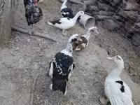 Chickens — fotografija 5