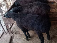 Domba jantan, Sheep — foto 2