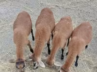 Қошқар, Cameroon sheep — 1-сурет