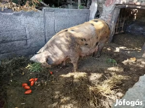 خوک ماده, Дюрок