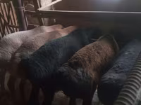 የጎትት አውራ በግ, Sheep — ፎቶ 3