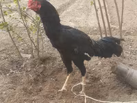 Chickens — عکس 2