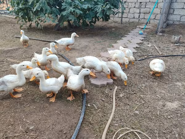 آمریکن پکین