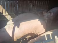 Cinghiale, Maiali — foto 2