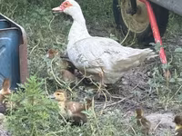 rață domestică Muscovy — foto 3