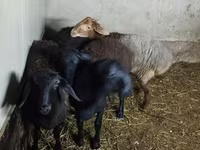 Ovce, Hissar sheep — foto 5