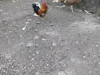 Chickens — zdjęcie 4