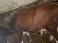 Tehén, Russian Black pied cattle — 4. fotó
