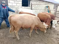 ষাঁড়, Simmental cattle — ছবি 1