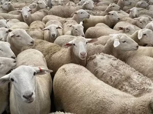 Sheep, Sheep — Moldova
