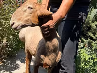 Ovce, Jaidara sheep — foto 1