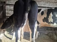 Krava, Russian Black pied cattle — foto 2
