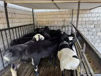 Kambing jantan, Rhon sheep — foto 4