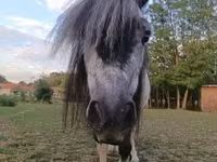 雌馬, Shetland Pony — 写真 3