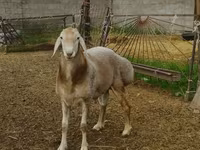 قوچ, Rhon sheep — عکس 2