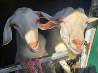 Ged, Beetal goats — foto 1