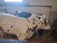 Крава, Russian Black pied cattle — снимка 2