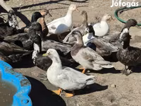 Ducks — ፎቶ 1