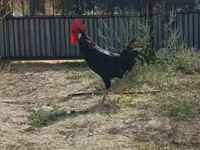 Chickens — الصورة 2