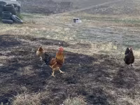 Chickens — foto 2