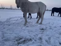 घोड़ा, Kazakh horse — फ़ोटो 1