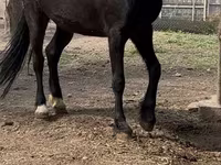 Klisna, Orlov Trotter — foto 3