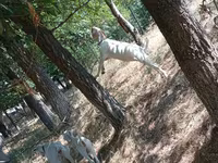 Capră, Capre — foto 4