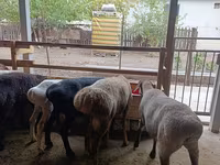 میش, Rhon sheep — عکس 7