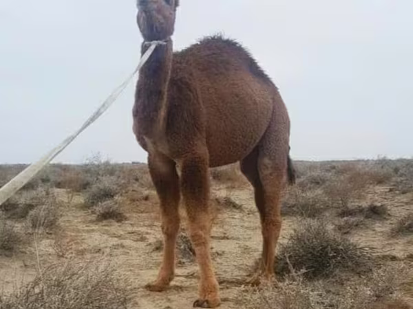 شتر نر, Kazakh Bactrian camel
