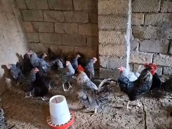 Chickens