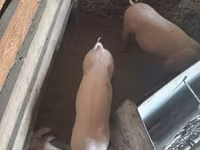 Scrofa, Maiali — foto 2