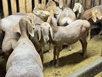 میش, Arashan sheep — عکس 1