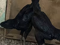 Ayam Cemani — zdjęcie 2