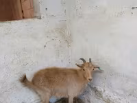 عنزة, Saanen goat — الصورة 5