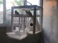 Nimfa (Cockatiel) tutuquşuları və quşlar üçün geniş qəfəs dəsti — عکس 3
